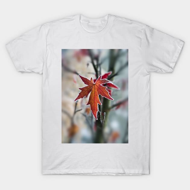 Maple In Frost T-Shirt by GrahamPrentice